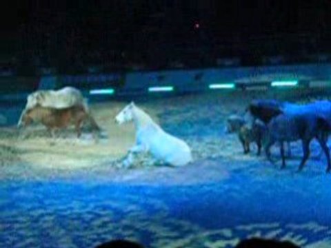 Jean-françois Pignon criniere d'or 2009 videos 8