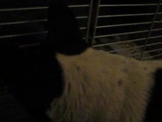 Bernie veut jouer avec son copain Enrico