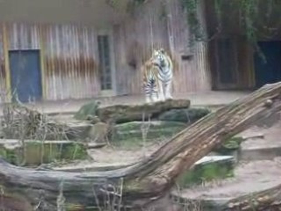 amoun imed au zoo d anvers