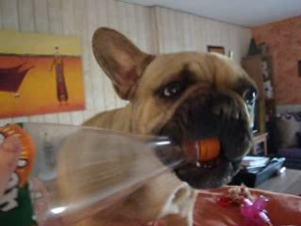 ..BOULEDOGUE FRANCAIS..J'ME LA PETE YVETTE..L'AIR DE RIEN..