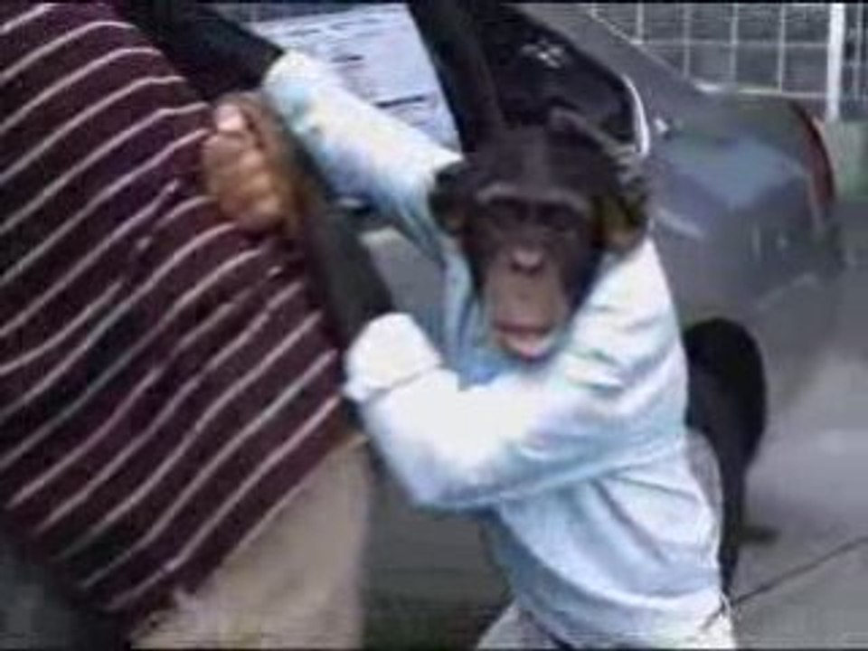 Trunk monkey 10