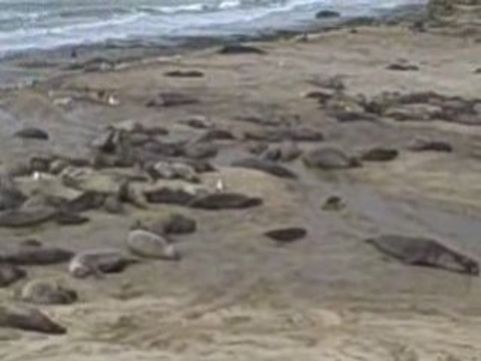 Elephant Seals