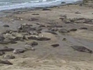 Elephant Seals