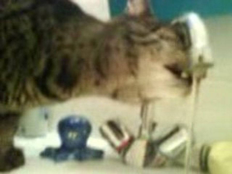 rocco the cat
