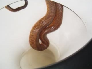 No Home-Snake found inside girl's toilet