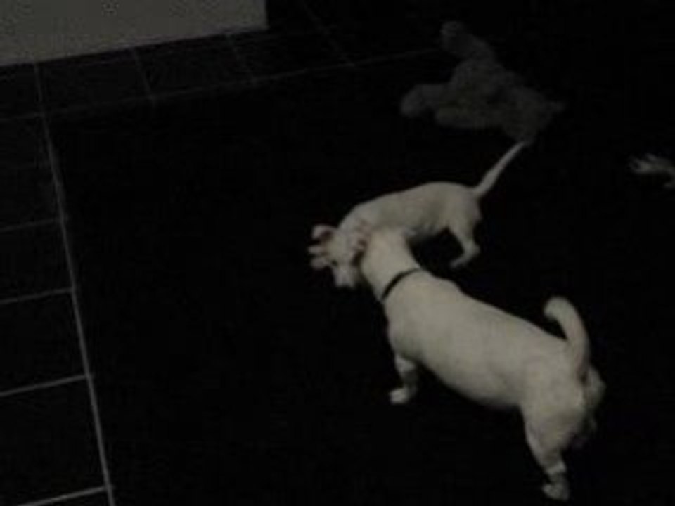 C'Cylia et Doomsday : 1ers jeux, février 2009