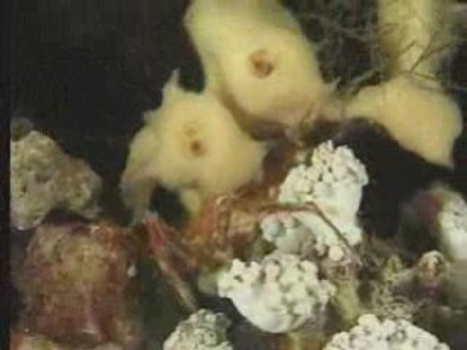 CARNIVAL OF ANIMALS - IL CARNEVALE DEGLI ANIMALI