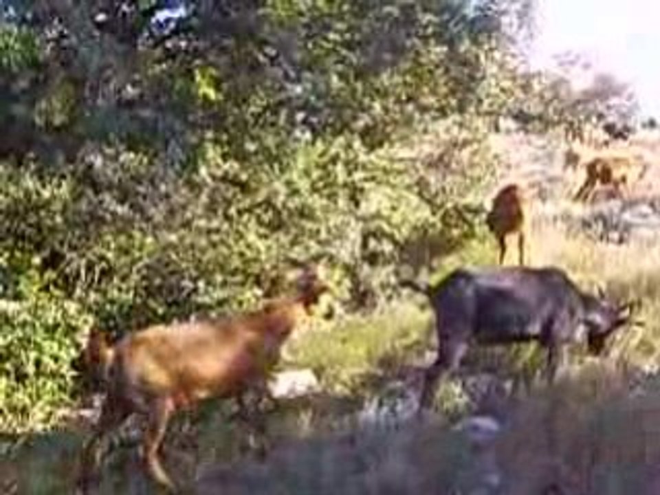 Milou aime les biscuits
