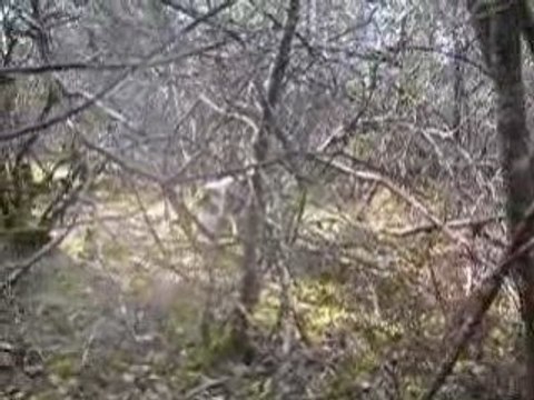 Chasse à la bècasse