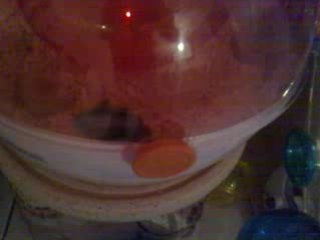 HAMSTER RUSSE