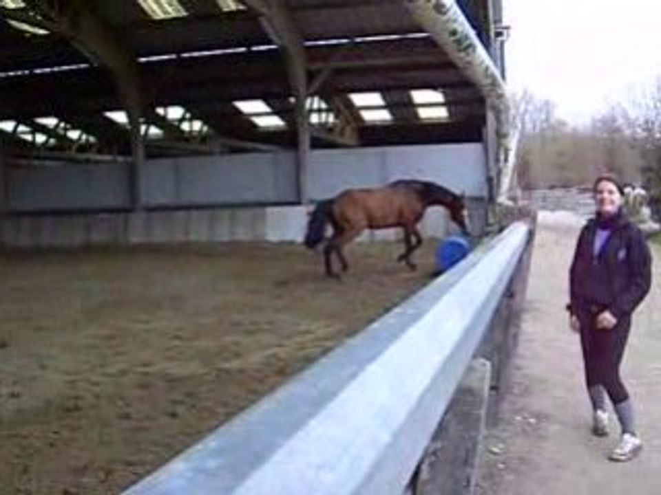 le cheval  joueur