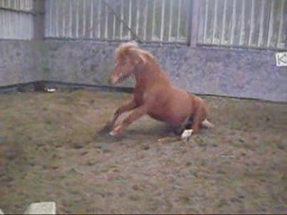 mimayou en liberté  et seance photo avec caramel