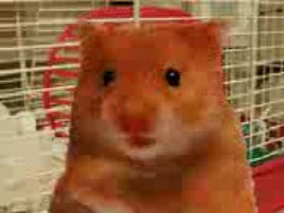 Hamster