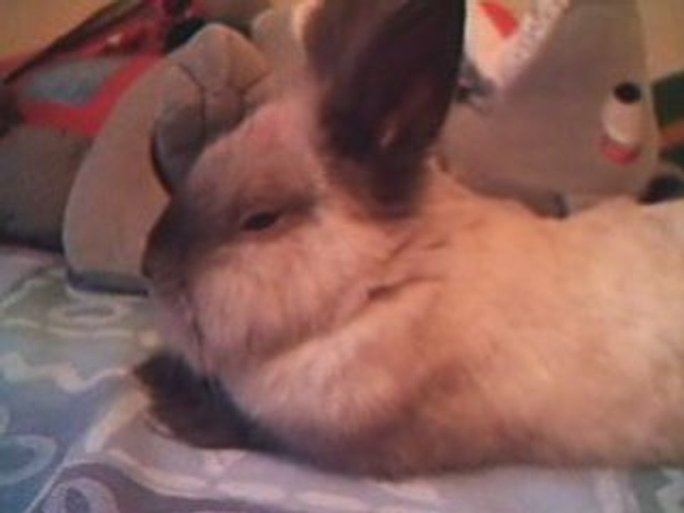 mon lapin qui dort sur mon lit lol