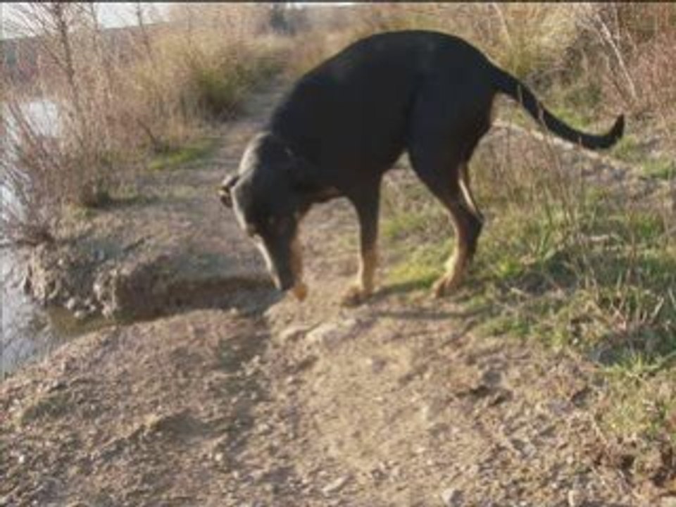 Doby  en FA chez serge depuis le 21 02 2009