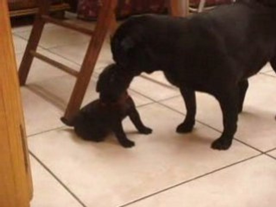Hugo & Gracie