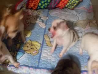 Chihuahua puppies