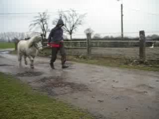 Brenda, jument fewspot miniature belge et NAS, au trot