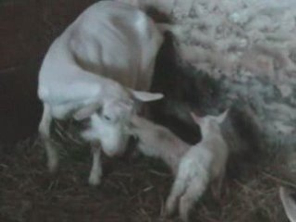 BICHETTE2