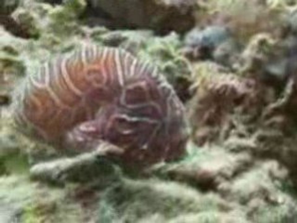 Meet the Bouncing Fish: New species discovered