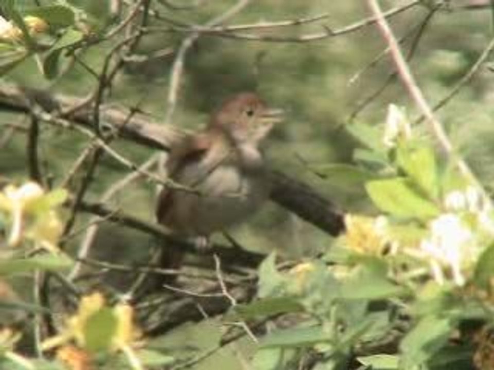 BotGardenNightingaleMOV00420