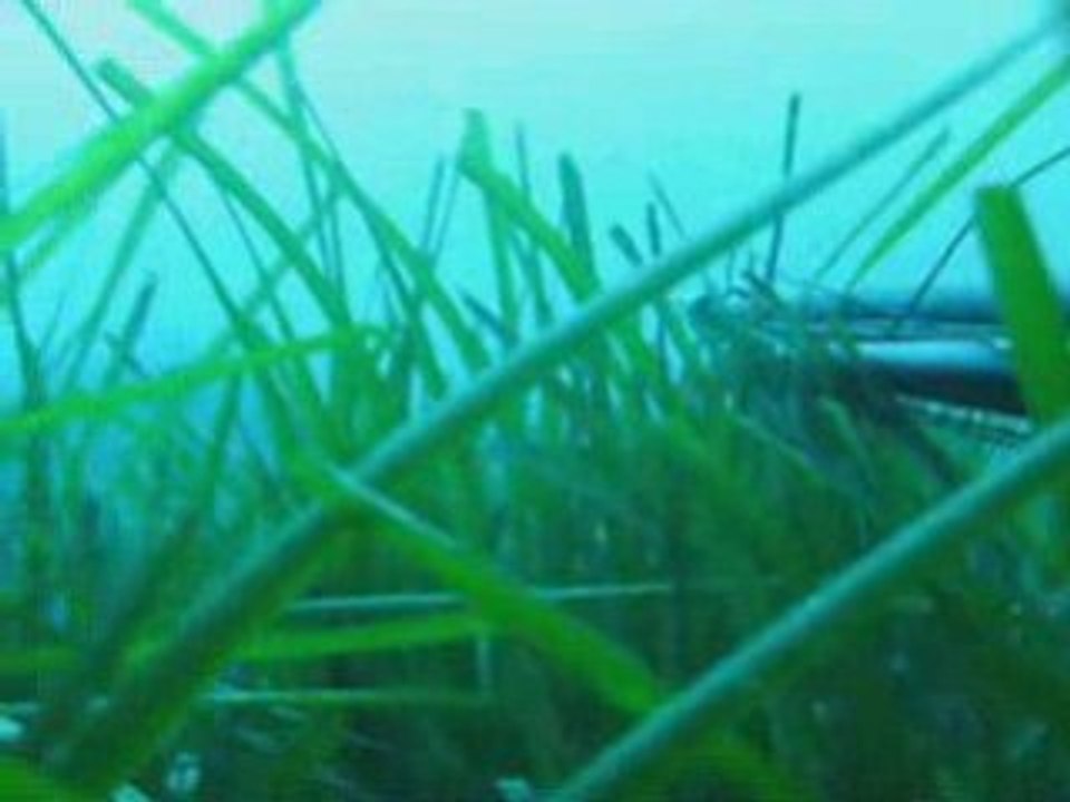 Sortie cap d'antibes mercredi 25 février