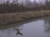 Atterrissage palmé - Ducks ice landing