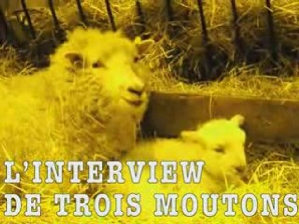 L'interview de 3 moutons