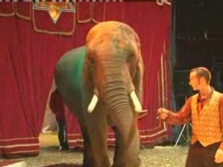 Anger as elephants perform at a UK circus