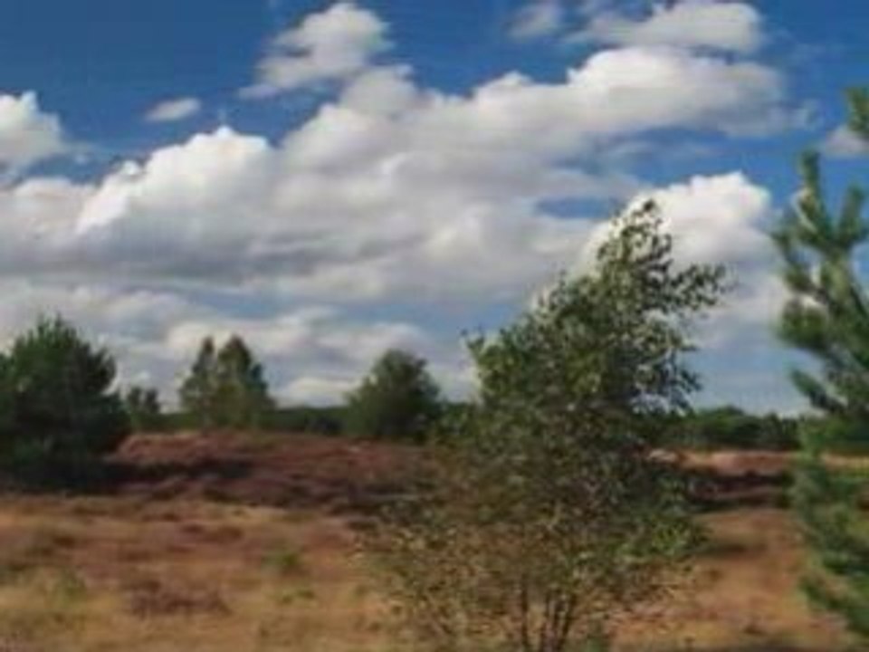 Lüneburger heide_2