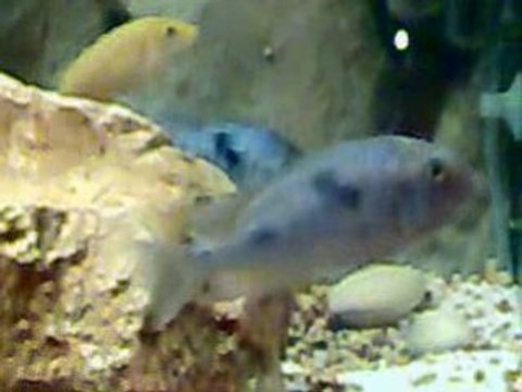 Ciklet Sarı prenses Yunus