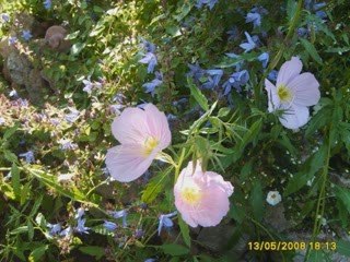 pep's Liberta hassna yann