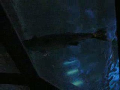 Aquarium Saint Gilles les Bains Réunion