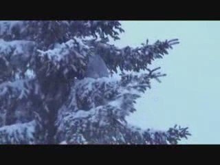 200902 1er Top Sapin du `NoSTrEsS`pour 2009 version finale