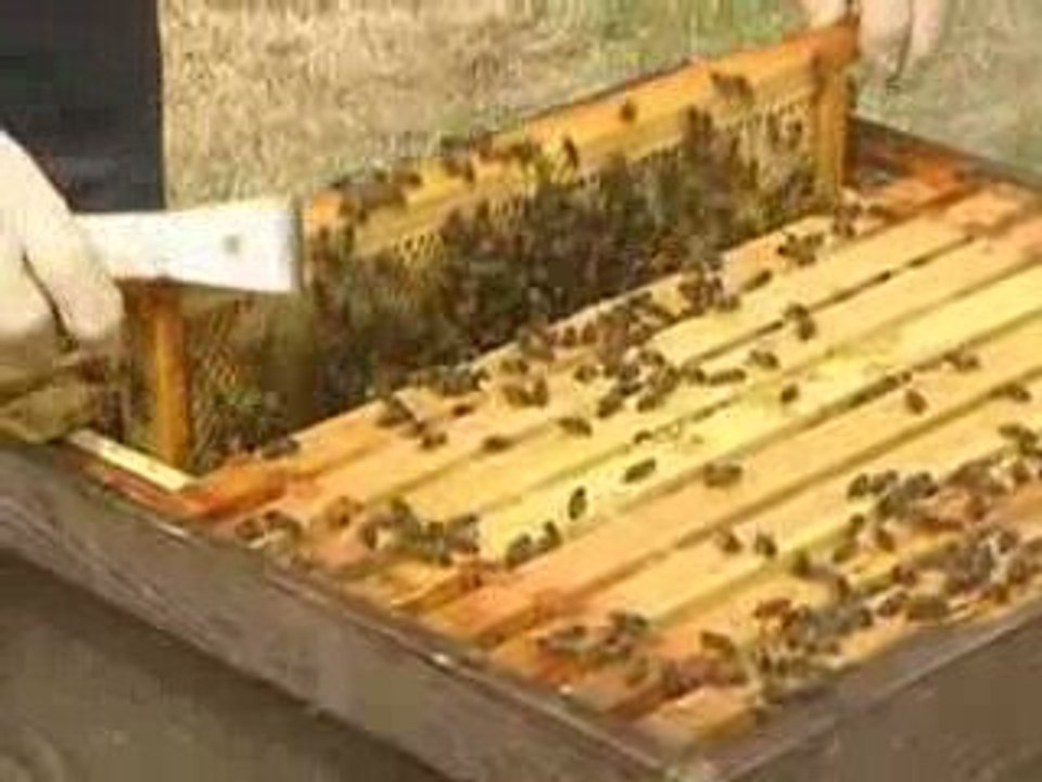 Bees disease