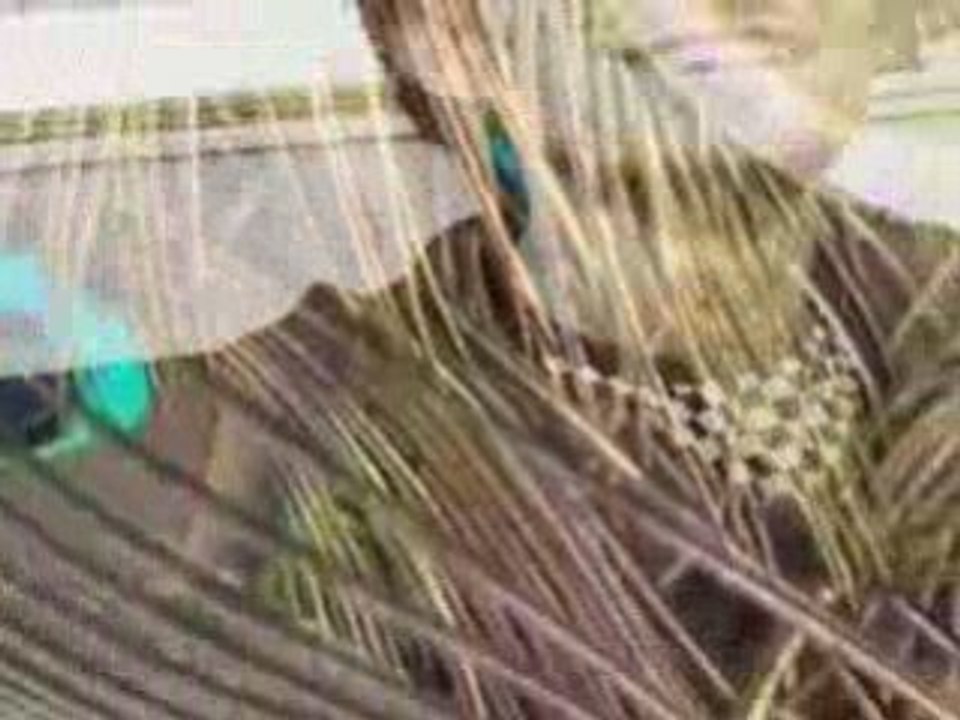 still life - tribute to Carrara - fat segal skins thune