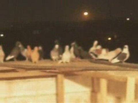 Fehmi ateş/şanlıurfa/akşam uçuşu guvercinurfa.com