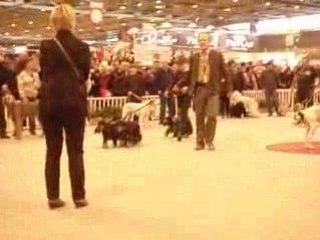 Cockers 2 Salon de l'Agriculture 220209