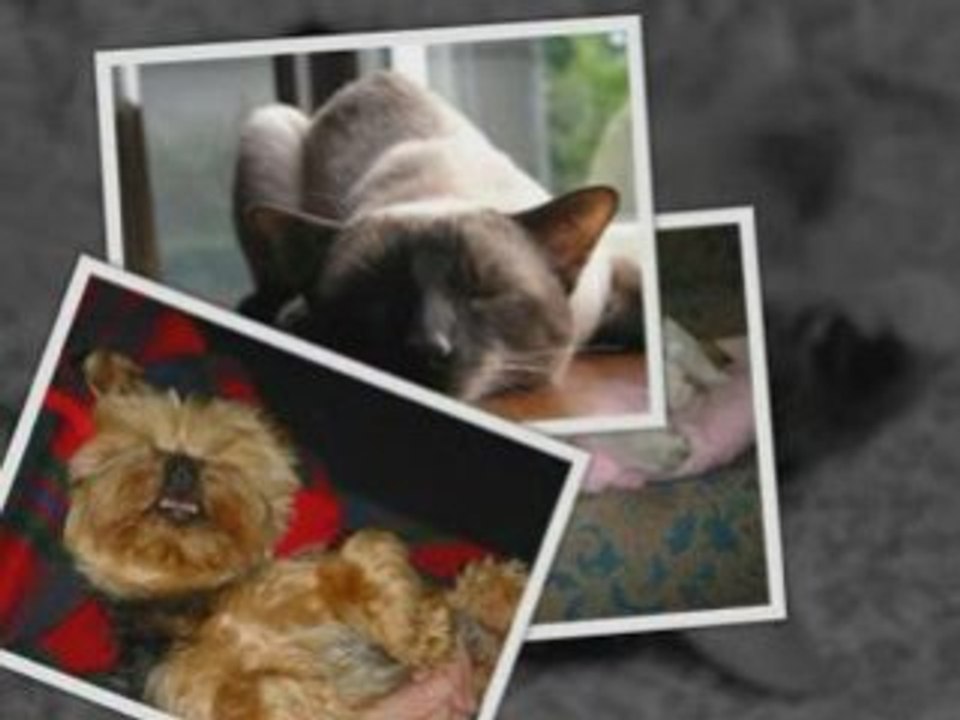 Sommeil de nos chers compagnons