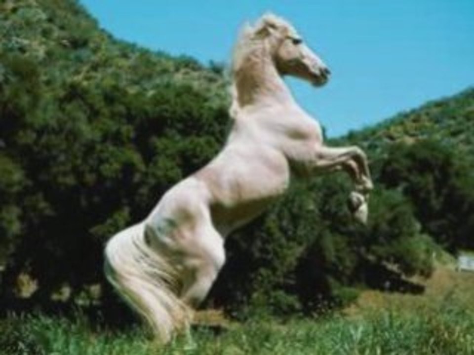 Cabalgando  -  JULIO MAZZIOTTI