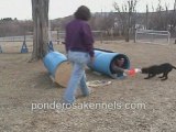 USAR Bark Barrel Training with Four month old Labrador Pu...