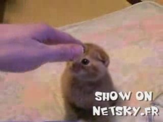 Le chat botte de shrek existe 2