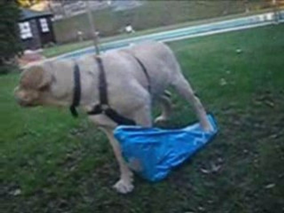 Retriever do labrador - TICA - A chegada