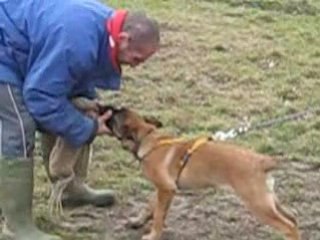 demon du dragon rouge de jupiter à 3 mois 1/2 environ