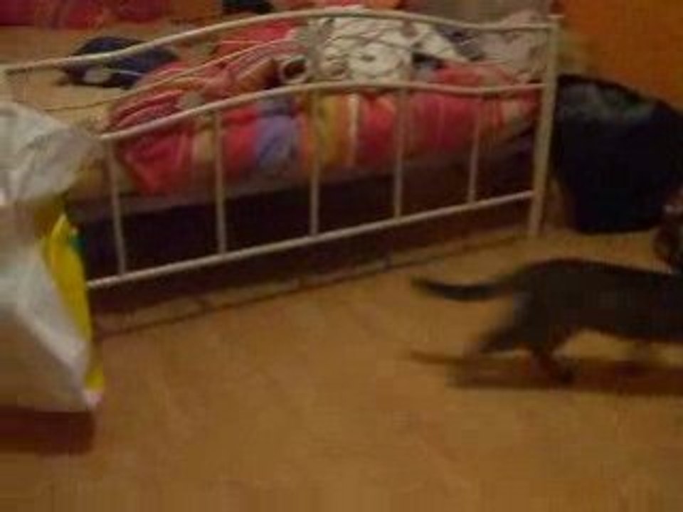 Mes Chats =D