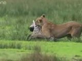 une lionne chasse une zébre