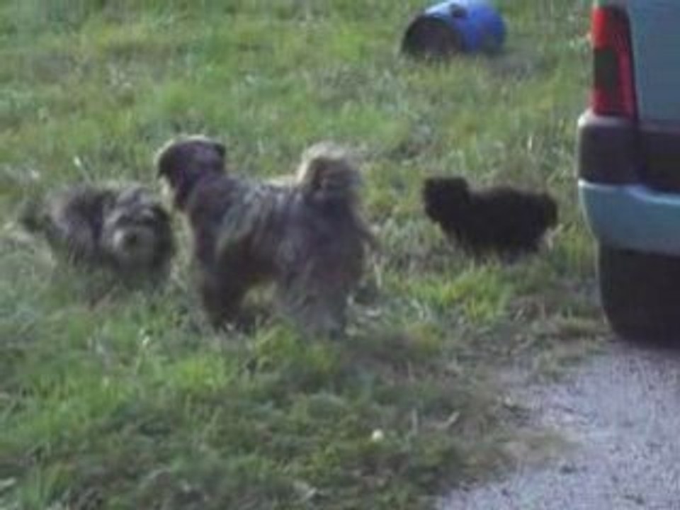 Dune et puce contre danao