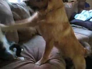 Match de boxe entre un chien et un chat