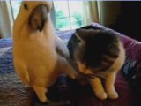 Un perroquet caresse un chat