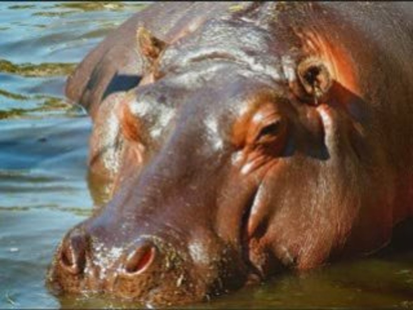 African Safari Wild Animals